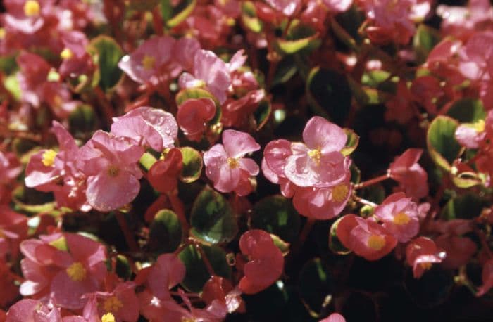 begonia 'Ambassador Rose'