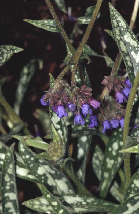 lungwort 'Bertram Anderson'