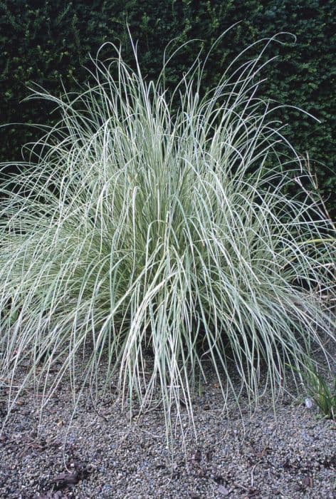 pampas grass 'Albolineata'