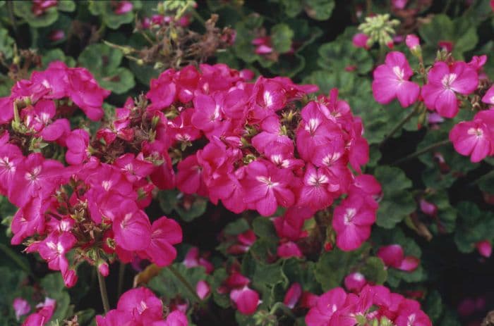 pelargonium 'Pulsar Deep Rose'