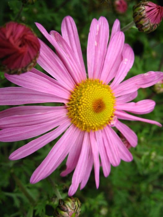 chrysanthemum 'Clara Curtis'