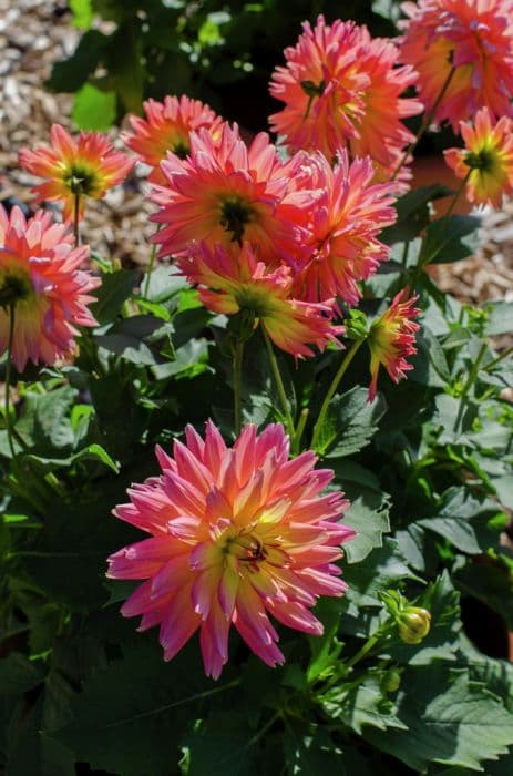 dahlia 'Sunset'