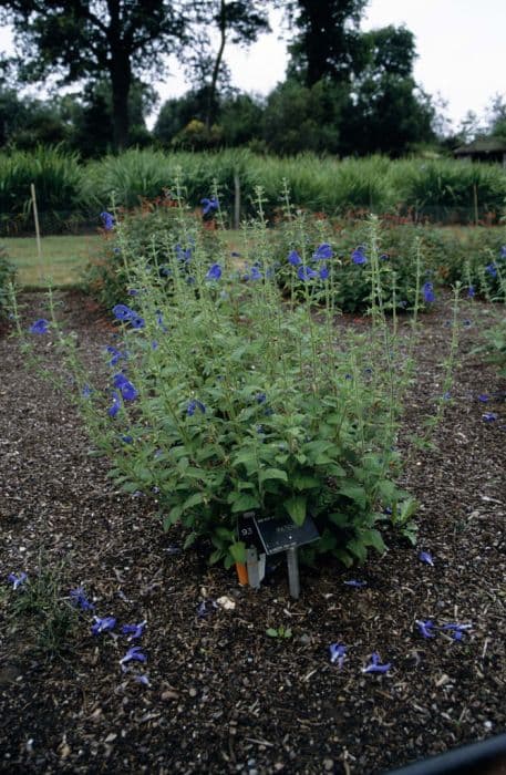 gentian sage