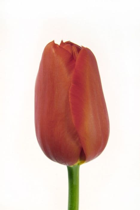 tulip 'Kingsblood'