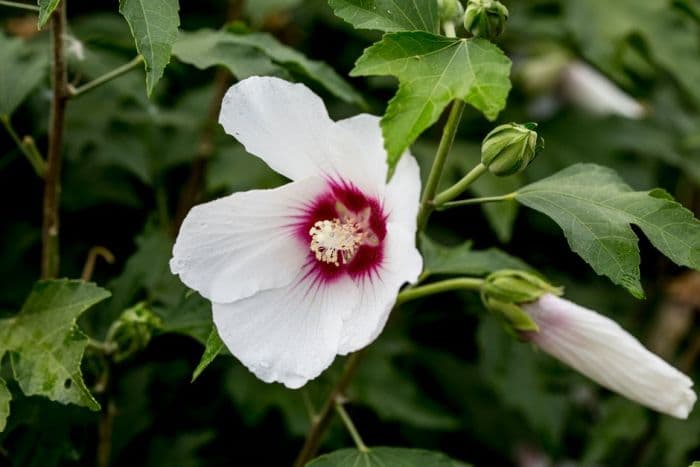 hibiscus 'Lohengrin'