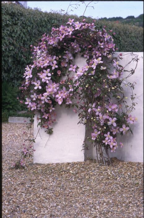 clematis 'Elizabeth'