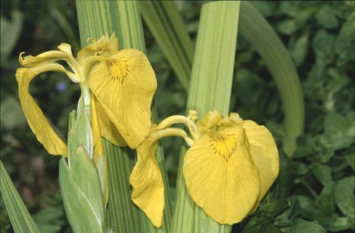 yellow flag 'Variegata'