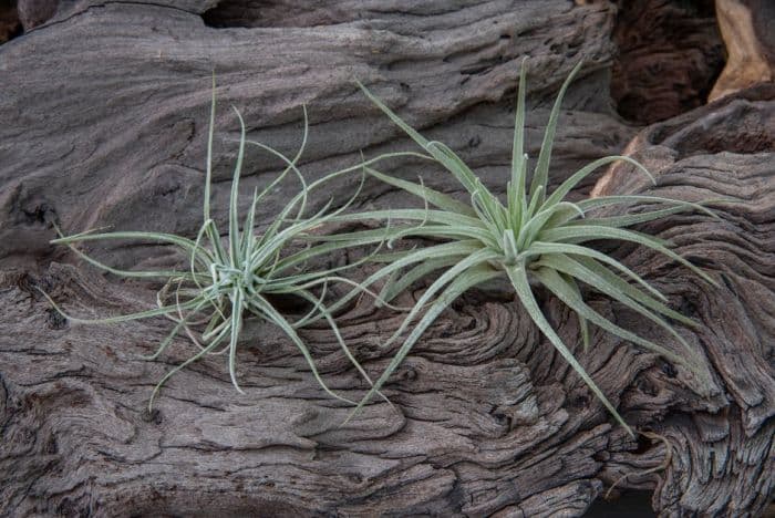 Velick's air plant