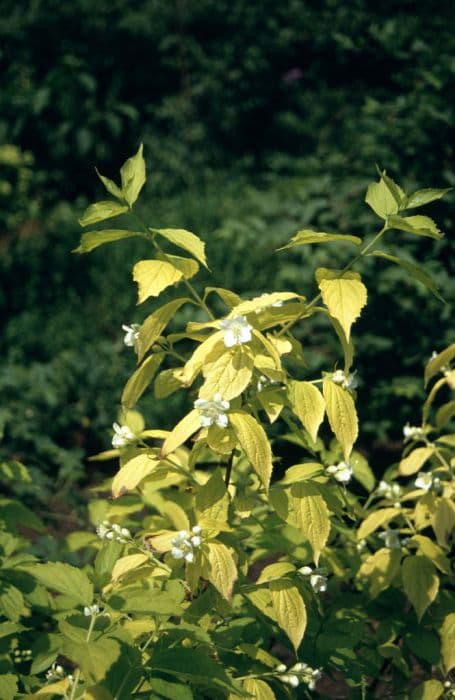 mock orange 'Aureus'