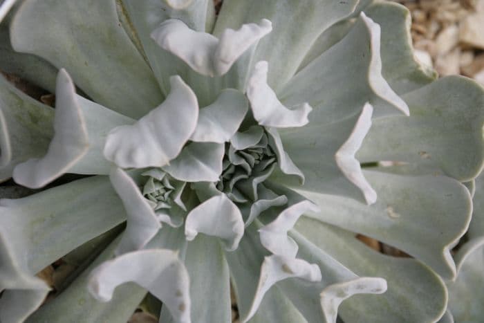 echeveria 'Topsy Turvy'