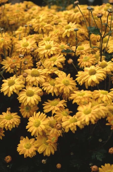 chrysanthemum 'Pennine Jade'