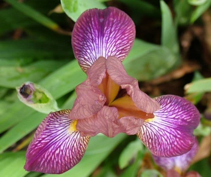 iris 'Medway Valley'