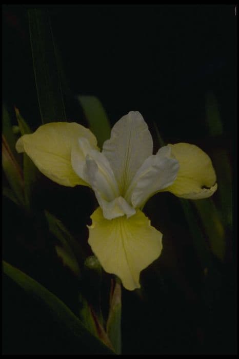 Siberian iris 'Butter and Sugar'