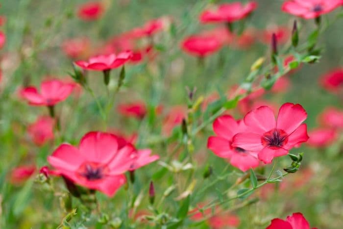 flowering flax