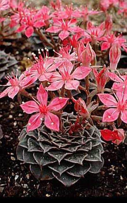 beautiful graptopetalum