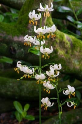 white Turk's cap lily