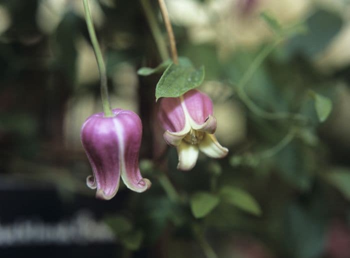 clematis 'Buckland Beauty'