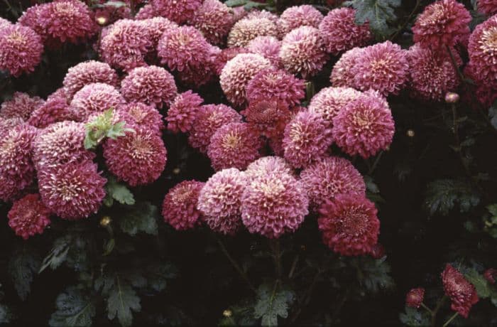 chrysanthemum 'Purple Pennine Wine'