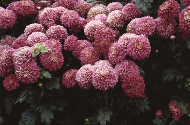 Chrysanthemum 'Purple Pennine Wine'