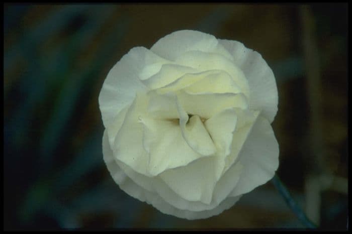 border carnation 'Nichola Ann'