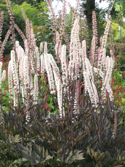 baneberry 'James Compton'