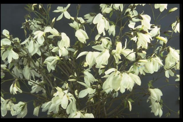 Willow-leaved magnolia 'Wada's Memory'
