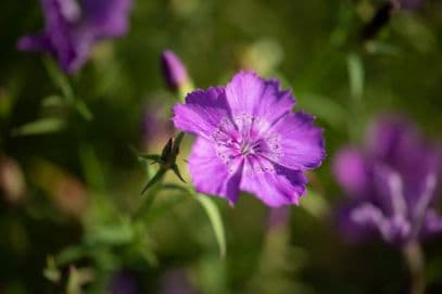 Chinese-Pink 'Siberian Blue'