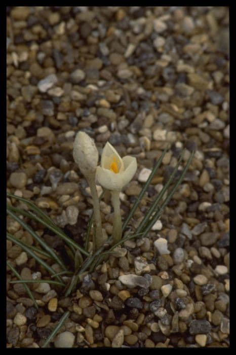 crocus 'Mani White'