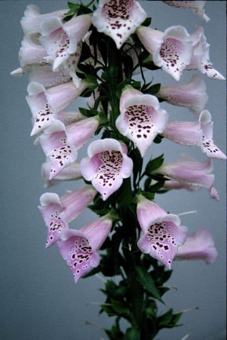 foxglove 'Camelot Lavender'