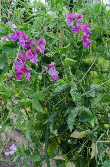 sweet pea 'Charlie Bear'