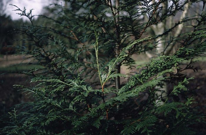 western red cedar 'Atrovirens'