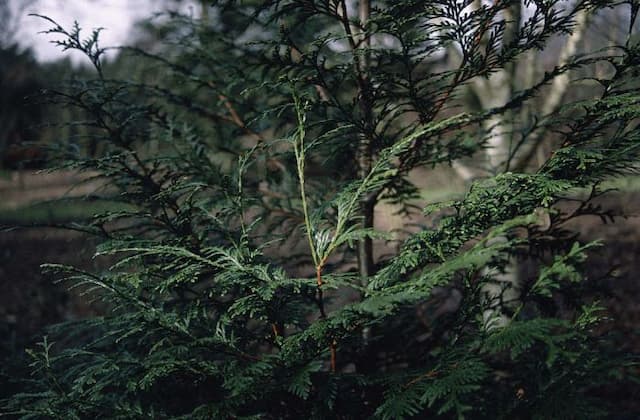 Western red cedar 'Atrovirens'