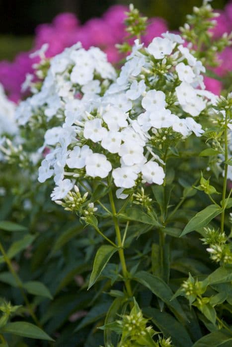 perennial phlox [Peacock White]