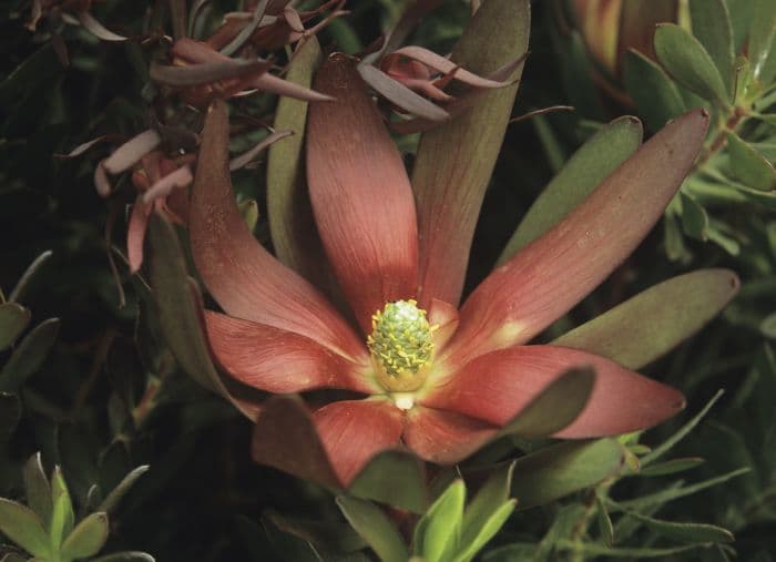 leucadendron 'Safari Sunset'