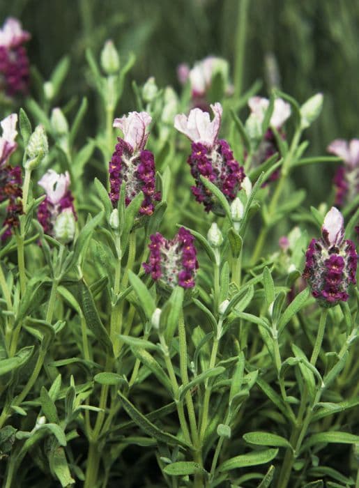 French lavender 'Kew Red'