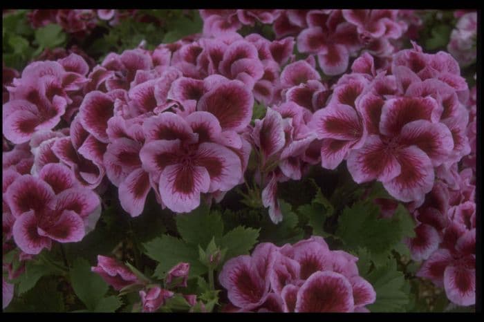 pelargonium 'Eileen Postle'