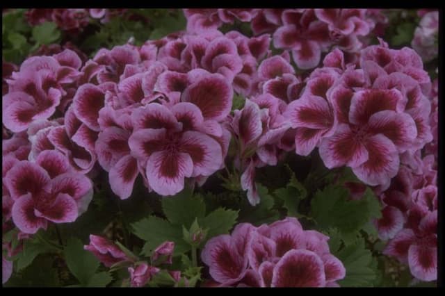 Pelargonium 'Eileen Postle'