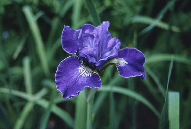 Siberian iris 'Berlin Ruffles'