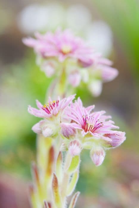 houseleek 'Jubilee'