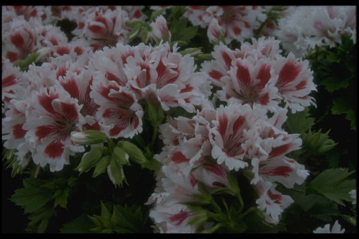 pelargonium 'Fringed Aztec'