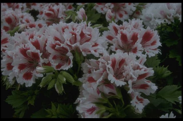 Pelargonium 'Fringed Aztec'