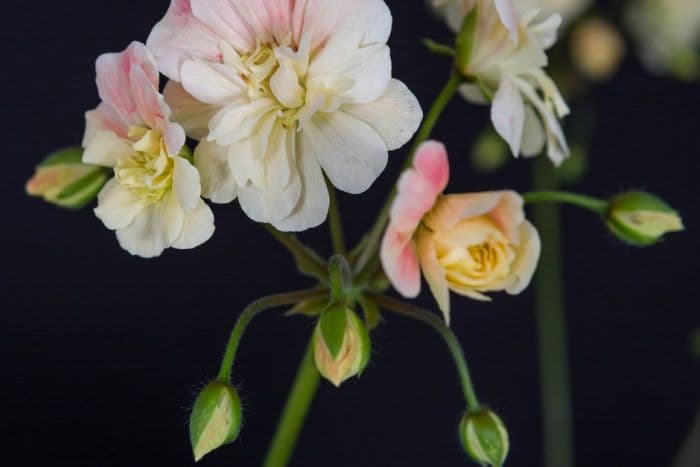 pelargonium 'Rushmoor Amazon'