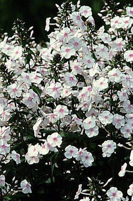 meadow phlox 'Omega'