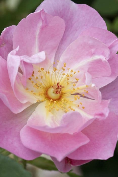Rose [The Lady's Blush]