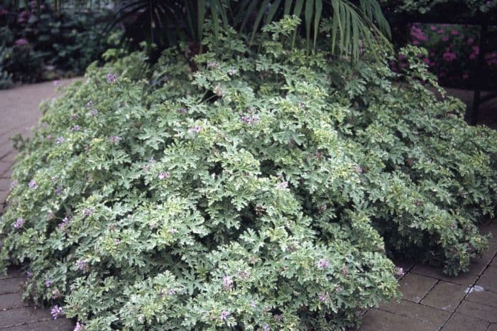 pelargonium 'Lady Plymouth'