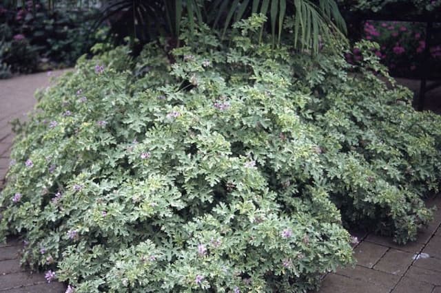 Pelargonium 'Lady Plymouth'
