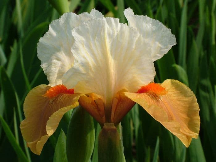 iris 'Shirley Chandler'