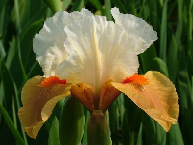 Iris 'Shirley Chandler'