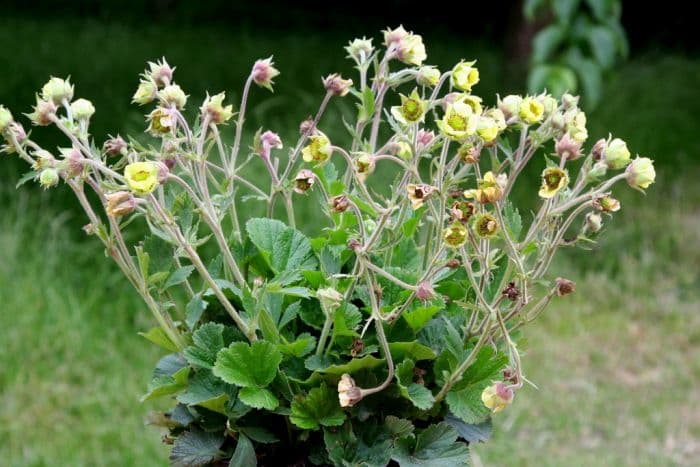 avens 'Lemon Drops'