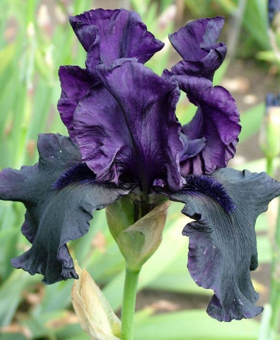 iris 'Hello Darkness'